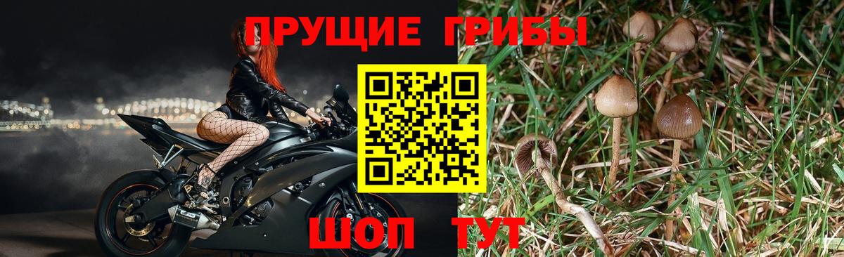 Галлюциногенные грибы мицелий Чусовой